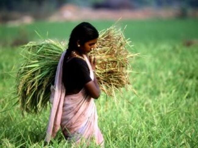 Urgen acciones rápidas para evitar crisis alimentaria mundial