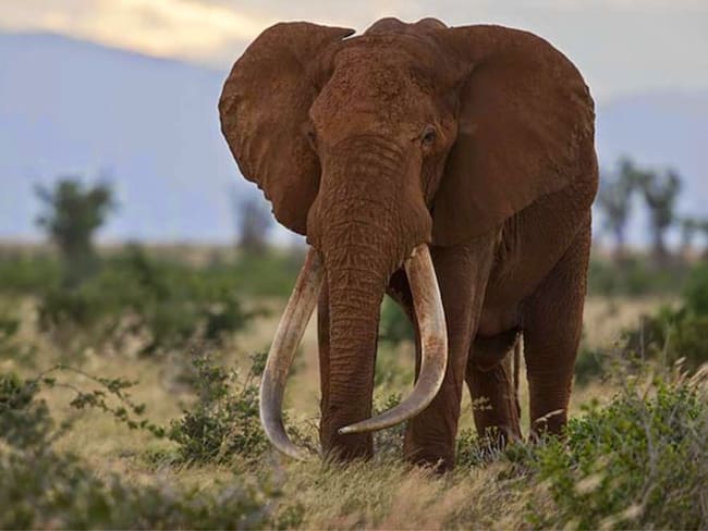 #AsíSopitas: Cazadores matan al elefante más emblemático de Kenia