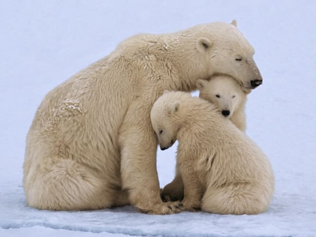 Los osos polares podrían extinguirse antes de 2100 por calentamiento global