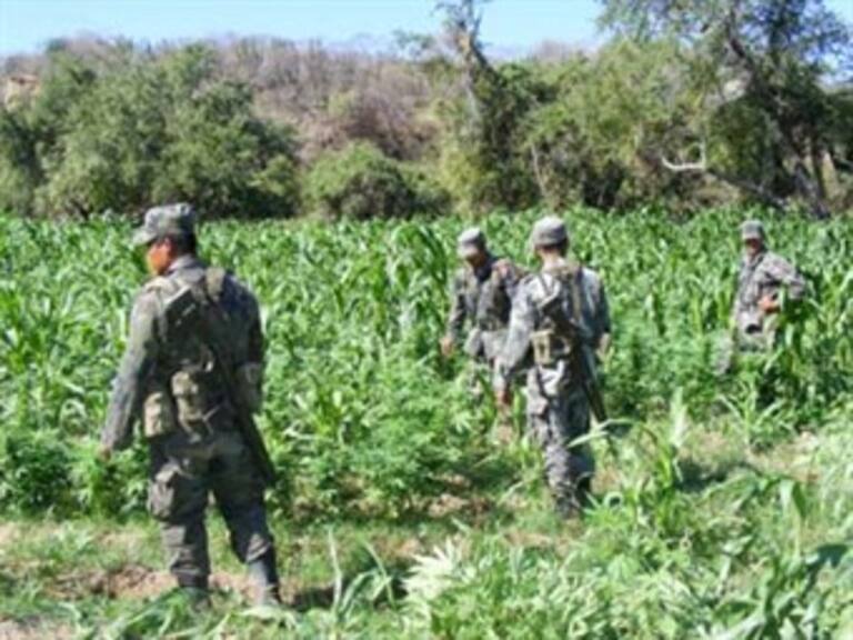 Destruirán 200 militares plantío de marihuana
