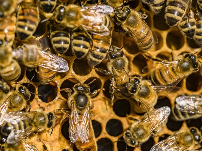 De esta manera se defienden las abejas contra el ataque de avispones
