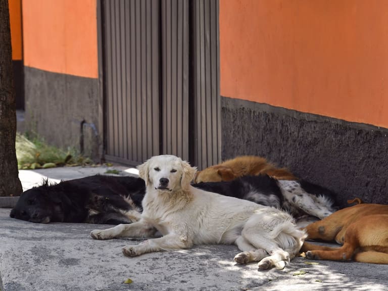 Alertan por envenenamiento masivo de perritos callejeros en Chimalhuacán