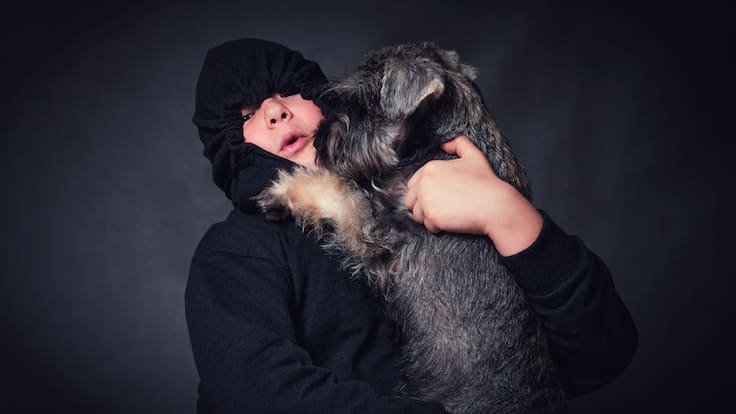 Robo de perros en CDMX: estas son las colonias con más reportes