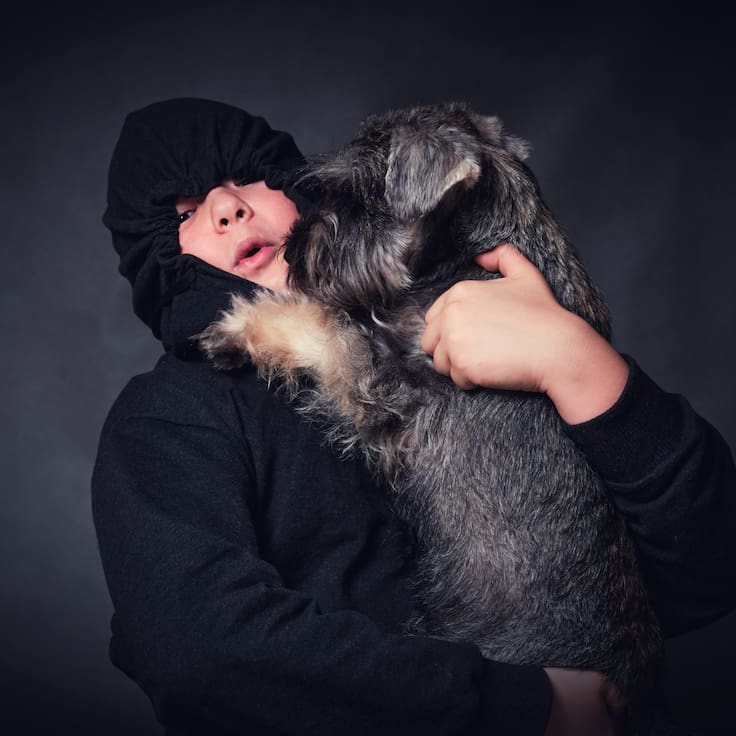 Robo de perros en CDMX: estas son las colonias con más reportes