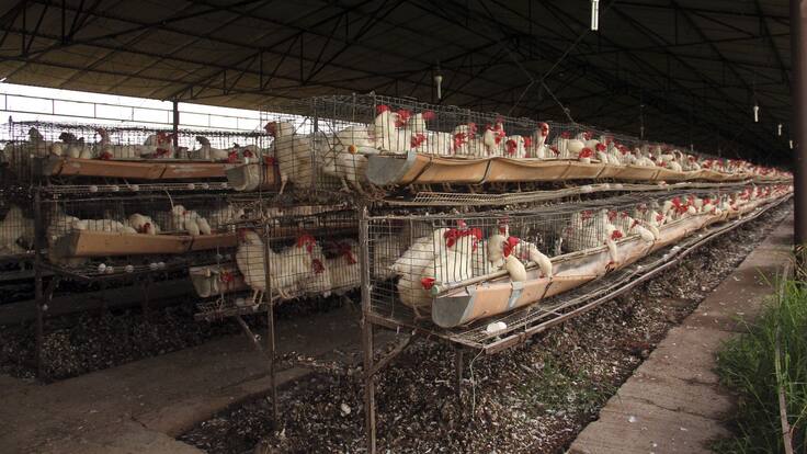 Primera muerte en el mundo por gripe aviar H5N2 es registrada en México 