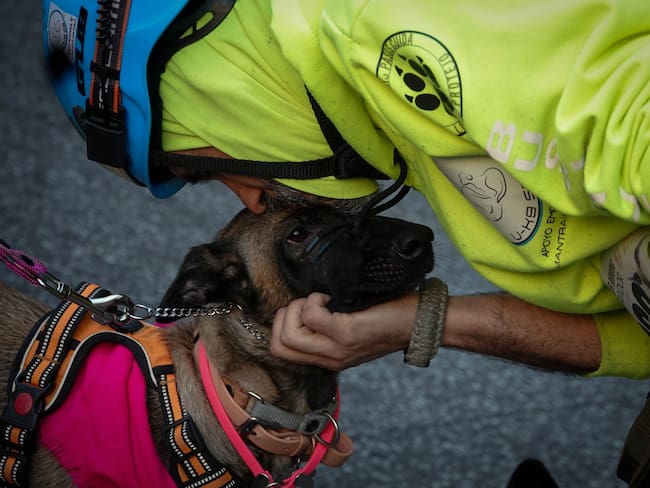 ¿Pueden sancionarte si tu perrito ladra mucho? Descubre de cuánto es la multa que tendrías que pagar