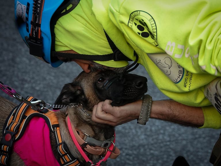 Multa para las personas que tengan perritos que ladren mucho