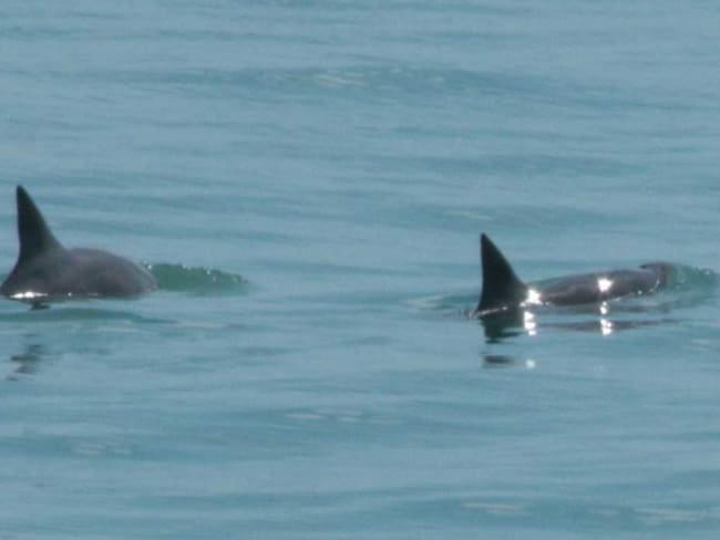 Se logra el avistamiento de seis vaquitas marinas