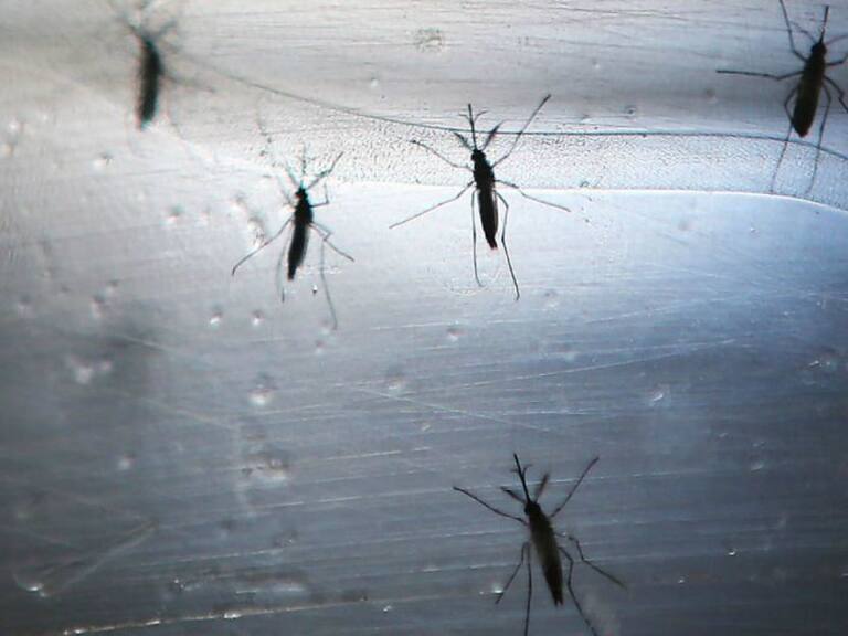 Emiten Aviso Epidemiológico por Dengue en Jalisco