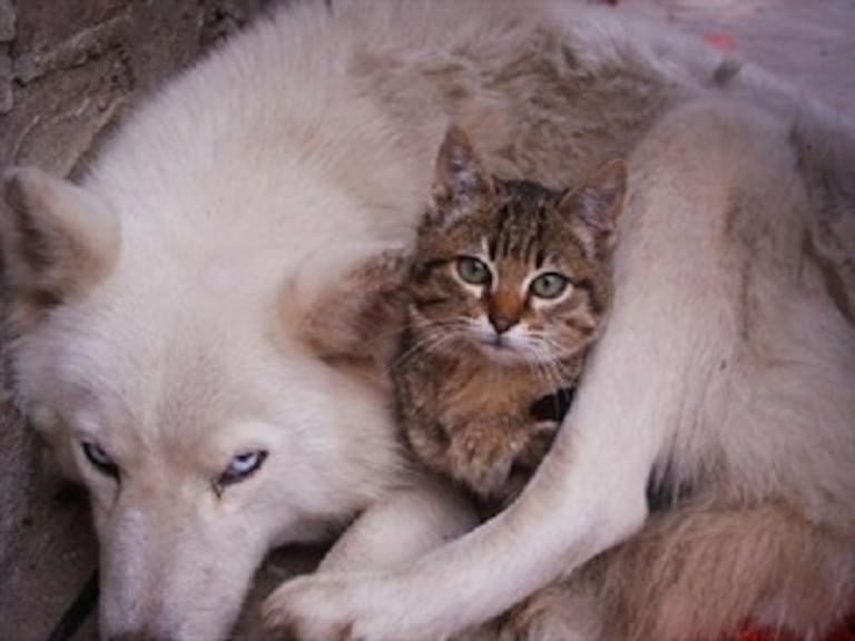 Rescatan a niña encerrada con perros y gatos en Siberia