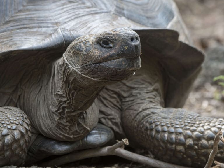 La tortuga Diego regresa a su casa tras salvar a su especie con 800 hijos