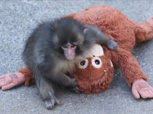 Punch el Chango: el mono viral de Japón que fue rechazado al nacer