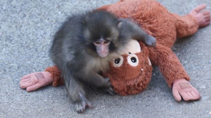 Punch el Chango: el mono viral de Japón que fue rechazado al nacer