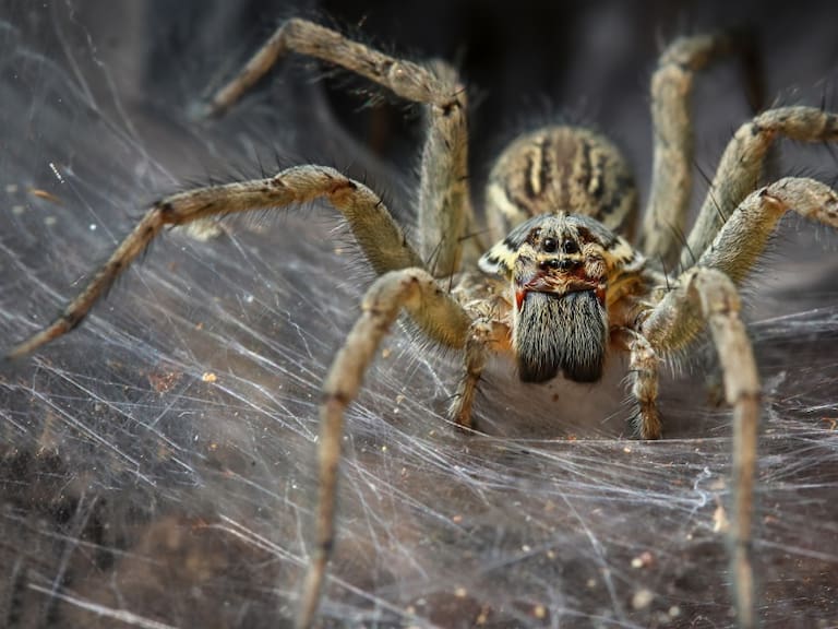 El cambio climático estaría volviendo más agresivas a las arañas