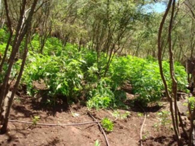 Arrestan a 11 mexicanos al decomisar marihuana en Ohio