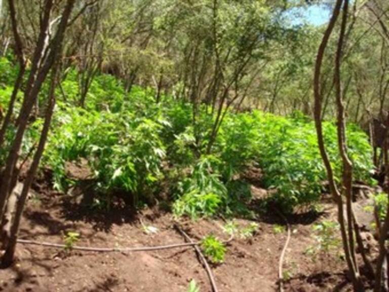 Arrestan a 11 mexicanos al decomisar marihuana en Ohio