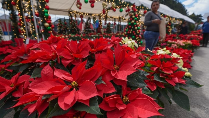 Día Nacional de la Nochebuena: El color prehispánico que dominó los rituales aztecas y que ahora, inspira el diseño global
