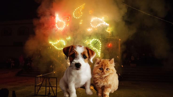 ¿Tu mascota le tiene miedo a los cuetes? Esto puedes hacer para protegerlo durante las fiestas