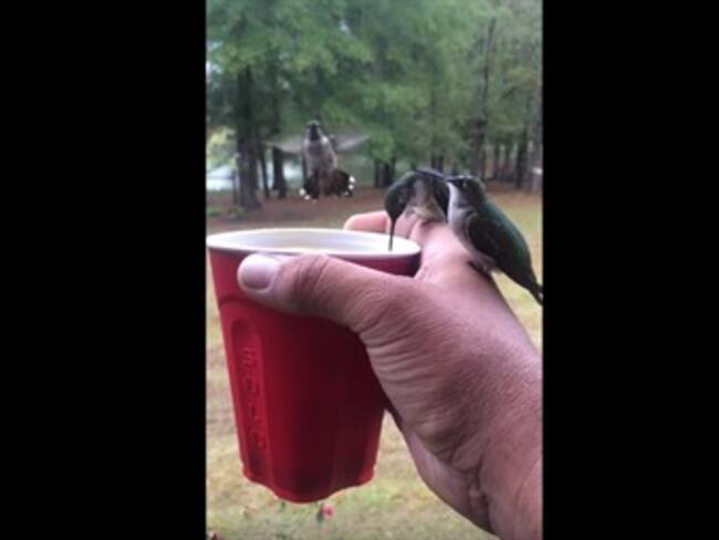 Colibríes beben de un vaso rojo