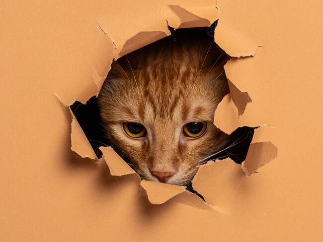 Día Internacional del gato: ¿qué celebridades tienen un michi?