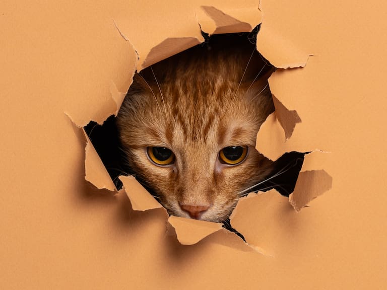 Agosto es conocido como “el mes de los gatos”.