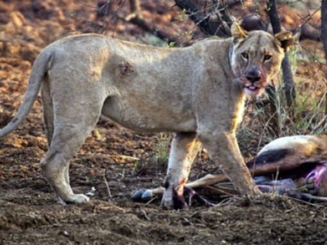 Esta es la reacción de una leona al darse cuenta que su presa estaba embarazada