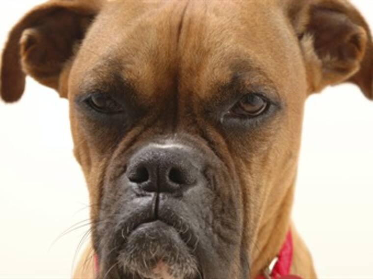 Celoso, territorial o posesivo, ¿qué tipo de celos padeces?