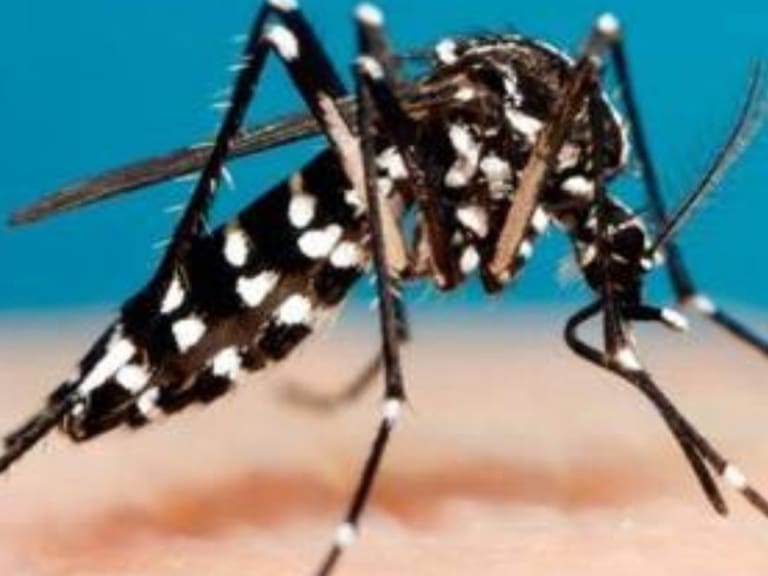 Entrevista sobre dengue en Jalisco