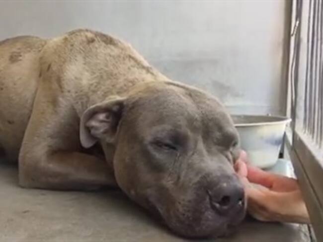 Pitbull callejero derritirá tu corazón al recibir la primer caricia de su vida