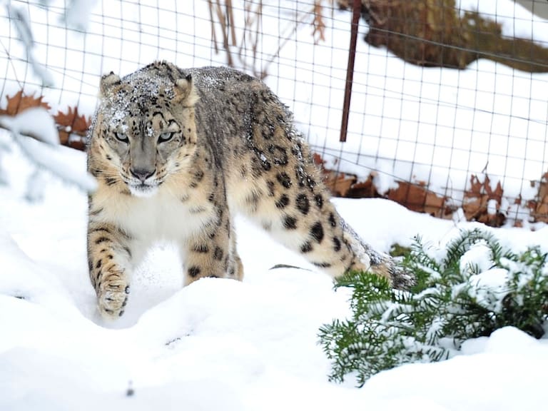 Reaparece el leopardo de las nieves, especie en peligro de extinción
