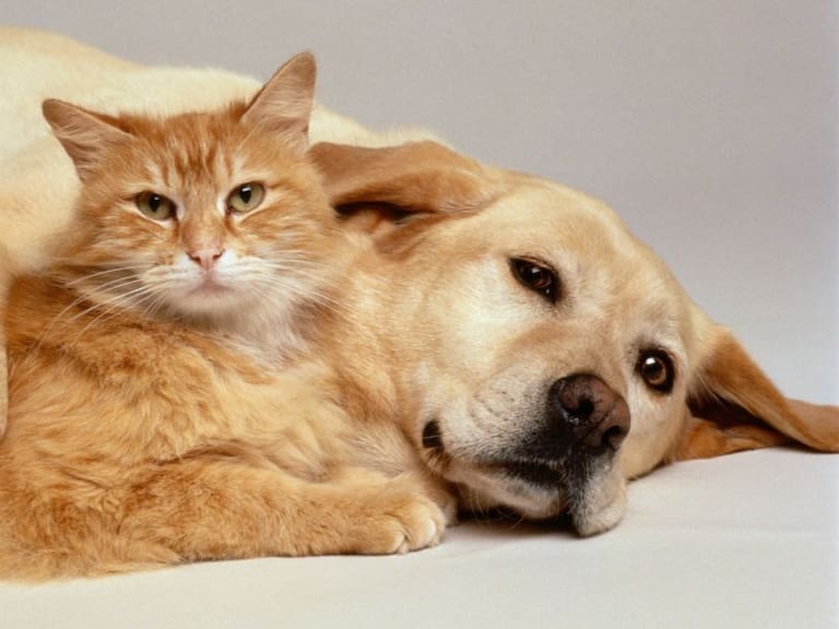 ¿Qué sí y qué no en la salud de perros y gatos?