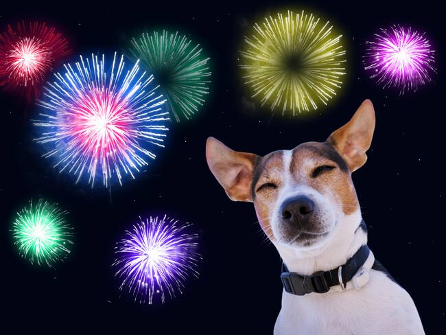 ¿Celebrarás las fiestas patrias? Cuida de tu animal de compañía