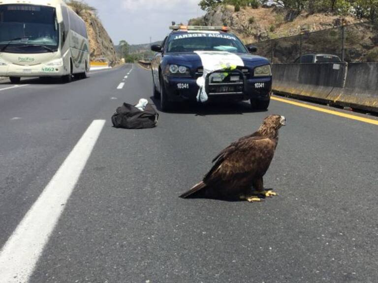 PROFEPA asegura a un águila real atropellada