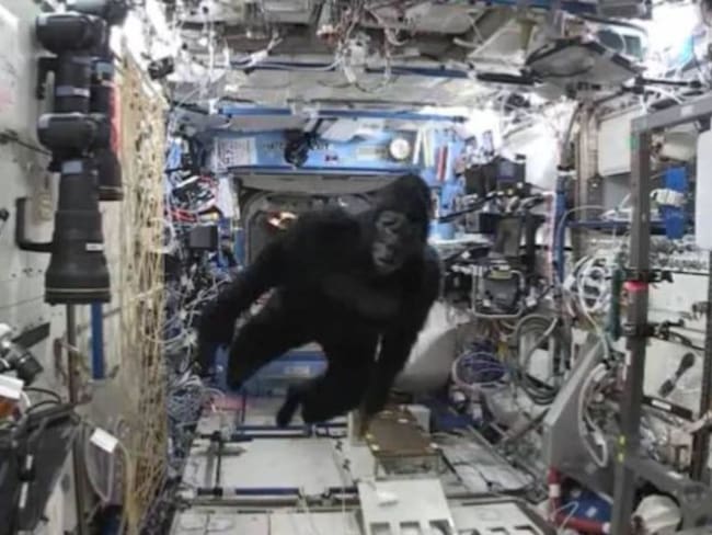 Scott Kelly celebra un año en el espacio disfrazándose de gorila