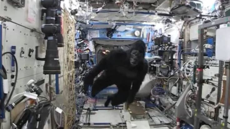 Scott Kelly celebra un año en el espacio disfrazándose de gorila