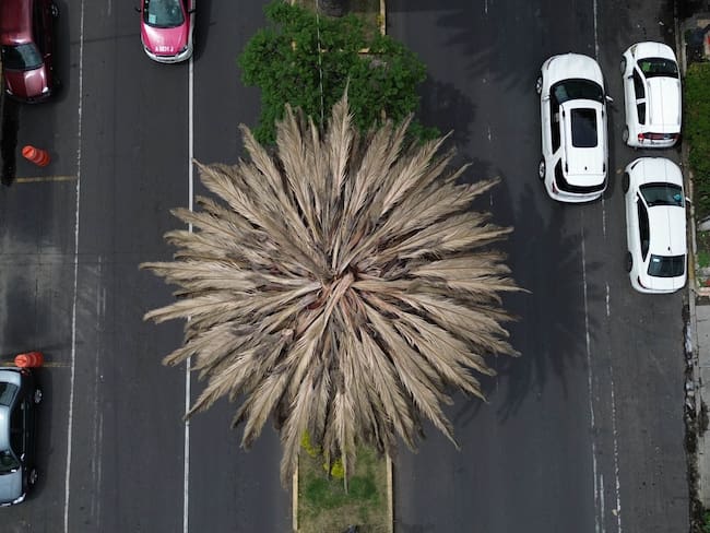 Retirarán palmeras en CDMX por tener bacterias, hongos y la ‘enfermedad Rosa’