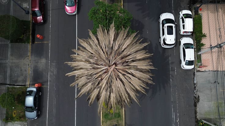 Retirarán palmeras en CDMX por tener bacterias, hongos y la ‘enfermedad Rosa’