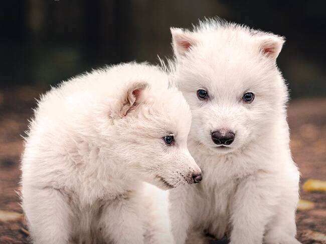 Se asemeja, pero no es un lobo terrible… “no lo desextinguieron”: David Romero Camarena