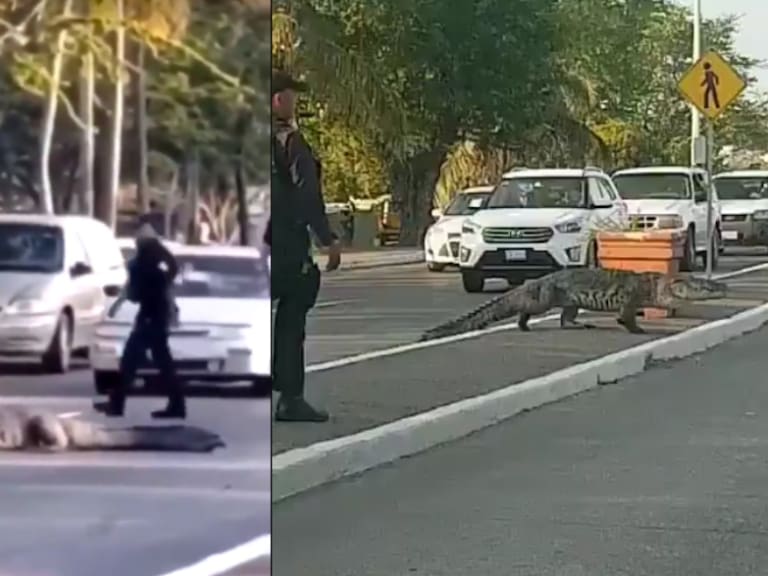 Salió a dar una vuelta ; cocodrilo se pasea por una avenida en Tampico