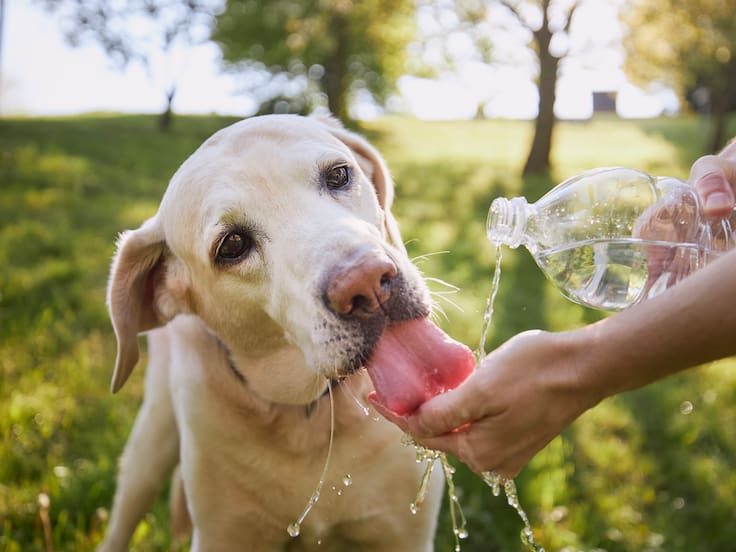 Recomendaciones para proteger a tus mascotas del agua contaminada en Benito Juárez