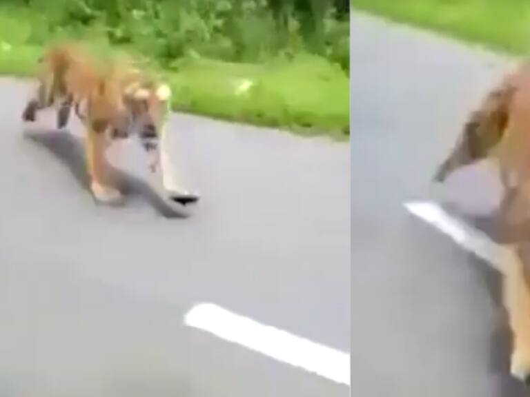 Así reaccionó un tigre contra motociclistas que cruzaron reserva natural