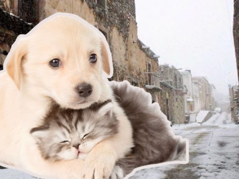 Un perrito cachorro abraza a un gatito. Imagen generada con Canva