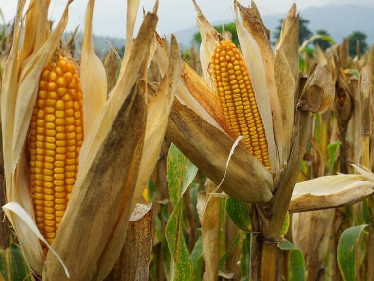 Morenistas presentarán iniciativa que prohíbe el uso de maíz transgénico
