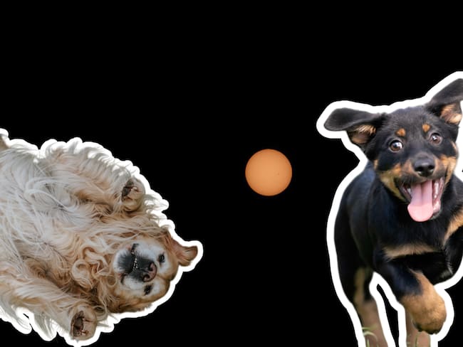 Eclipse Solar 2026: ¿Cómo cuidar a tu perrito de este fenómeno? Consejos de expertos