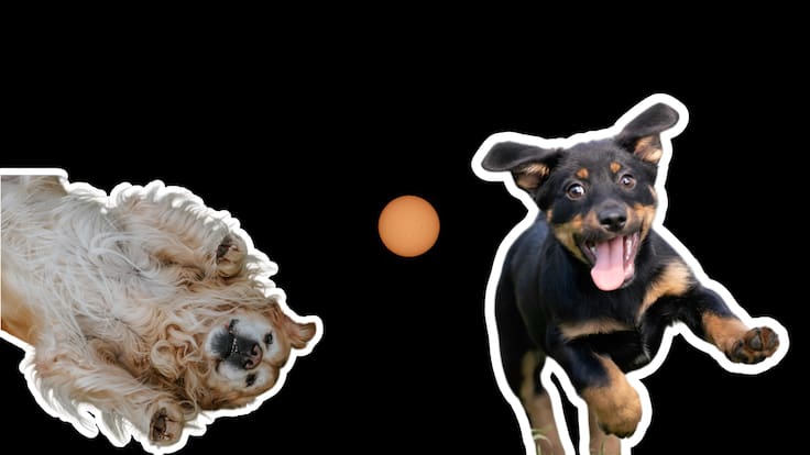 Eclipse Solar 2026: ¿Cómo cuidar a tu perrito de este fenómeno? Consejos de expertos