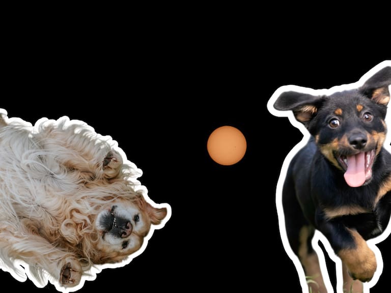 Mx - Cómo proteger a tu perrito del Eclipse Solar