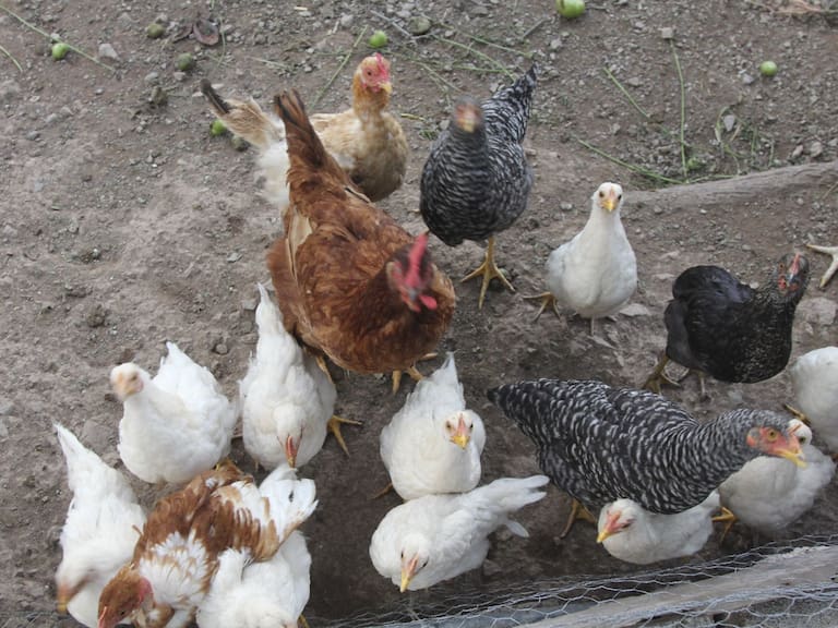 El consumo de pollo y huevo no representa riesgo alguno, siempre y cuando sea cocido a más de 70°