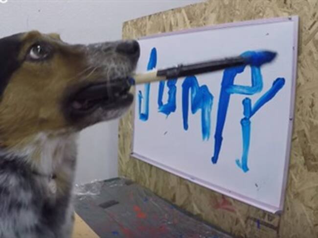 Jumpy, el border collie que puede escribir su nombre