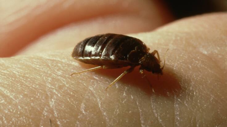 Chinches invaden aulas de esta universidad en México