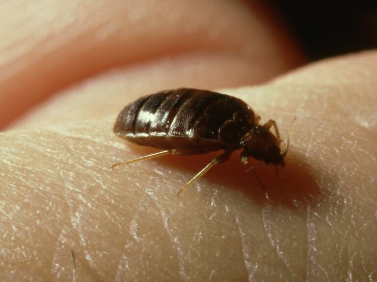 Las chinches son un parásito porque se alimentan de la sangre de personas y animales.